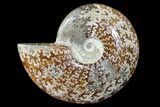 Polished Ammonite Fossil - Madagascar #173170-1